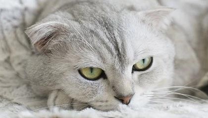 开云体育在线登入-孙颖莎横扫伊藤美诚，再度问鼎女单冠军，孙颖莎4_0击败伊藤美诚